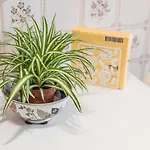 Guestready - Eclectic Haven In The Heart Of *